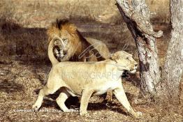 Image du Maroc Professionnelle de  MAX un jeune lion de l'atlas âgé de 7 ans effectue sa première sortie de cage depuis sa naissance, il est accompagné d'une lionne âgée de 5 ans qui avait déjà donnée naissance à 3 petits au zoo de Temara près de Rabat, Mardi 27 Avril 1999. (Photo / Abdeljalil Bounhar) 